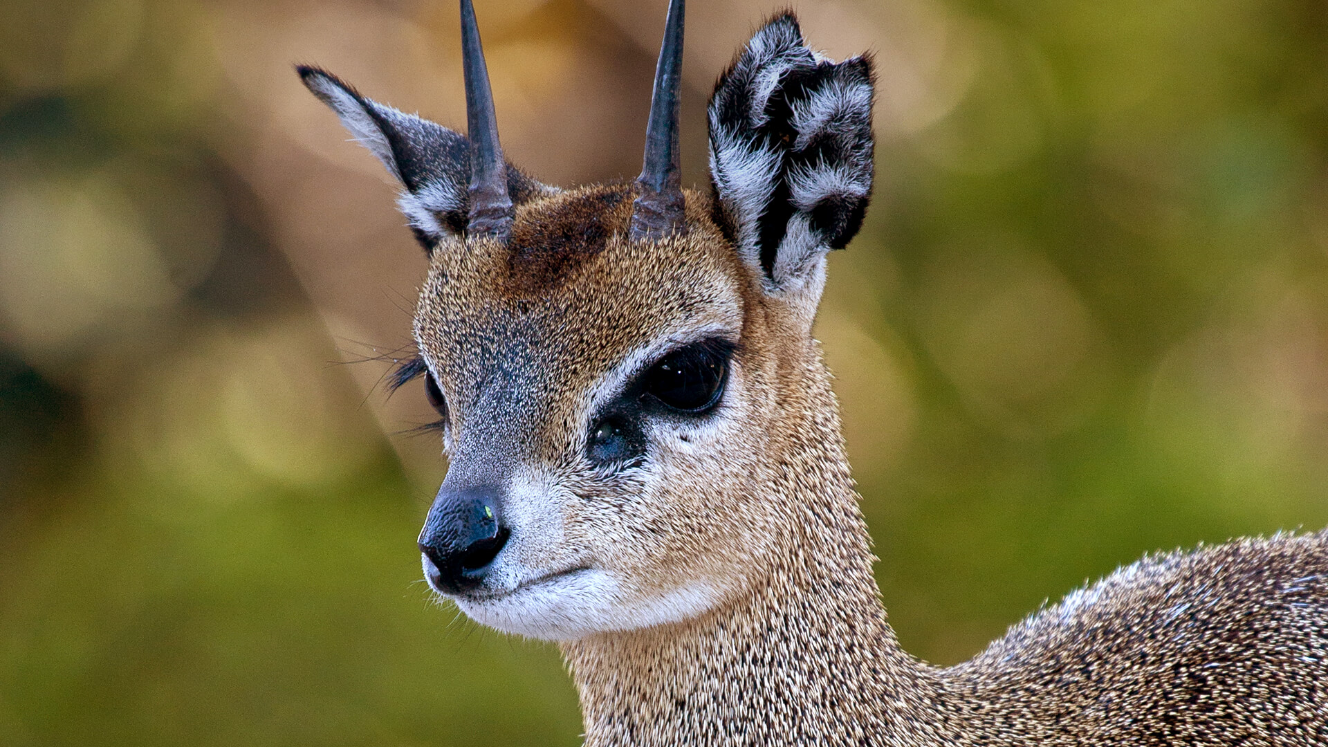 Klipspringer in the Southern Drakensberg Mountains