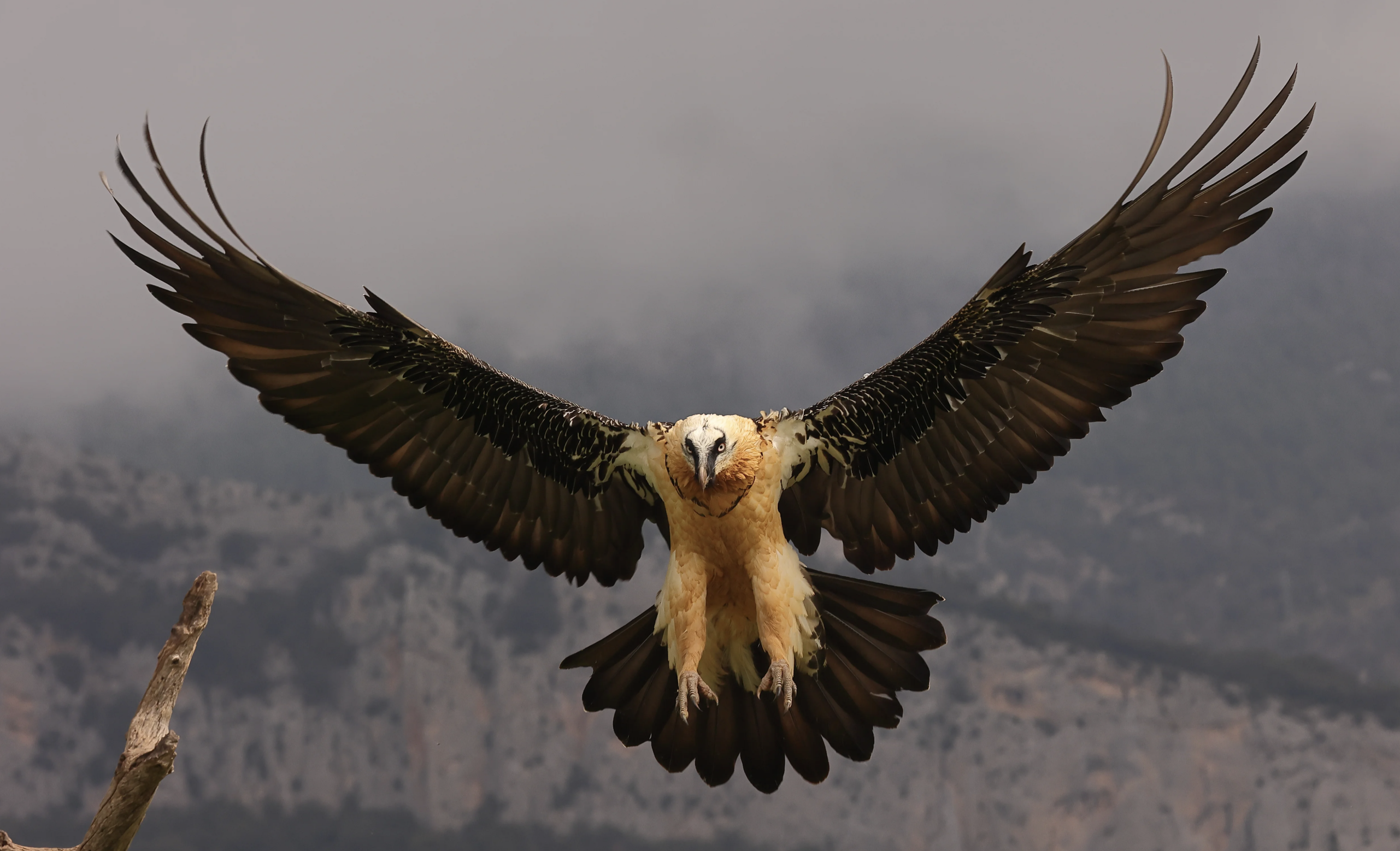 Bearded Vulture soaring over Southern Drakensberg Mountains